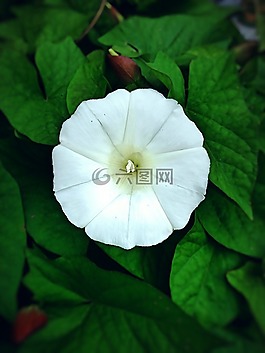 花,夏天,芬兰