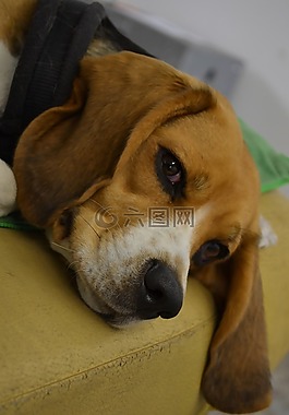 狗,毛皮,動物