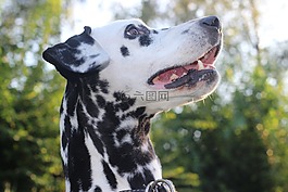 dalmatians,狗,動物