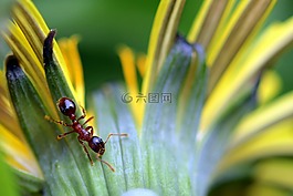 螞蟻,myrmica楊梅,rotgelbe結(jié)蟻