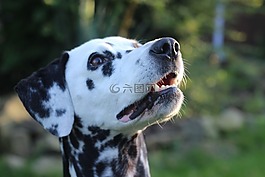 dalmatians,狗,動物
