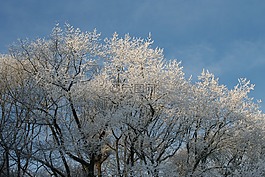 冷凍樹梢,冬天,冬季樹木鋼藍色的天空
