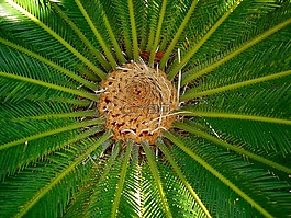 植物區(qū)系,熱帶,植物
