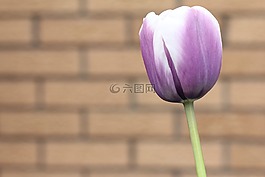 郁金香,紫色,白