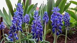 花卉,宏,花園