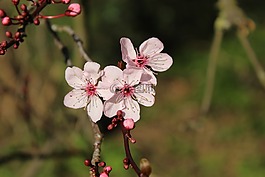 春,開花,公園