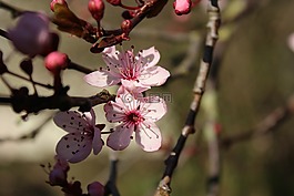 春,開花,公園