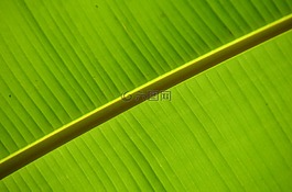 香蕉,綠色,葉