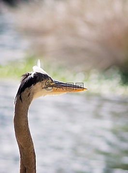 鳥,水,關(guān)閉