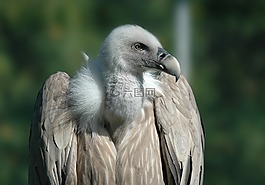 兀鷲,鳥,猛禽