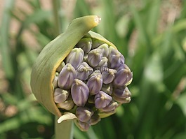 開(kāi)花,芽,agapanthus