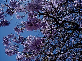 jakaranda,树,花