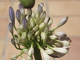 agapathus,開花,芽