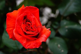 性質(zhì),花,粉色