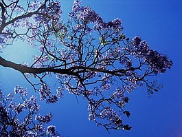 jakaranda,树,花
