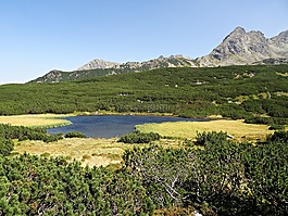山,森林,全景圖