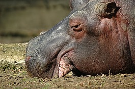 河馬,反芻動物,nap