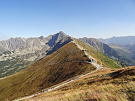 山,森林,全景圖