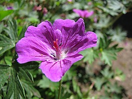 花,特寫(xiě),紫色