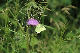 蝴蝶,gonepteryx rhamni,动物