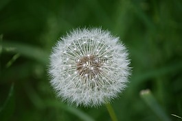 蒲公英,植物,關(guān)閉