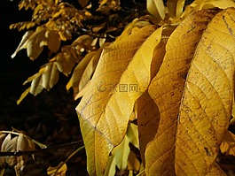 葉子,秋季,黃色