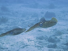 魷魚,水下,海洋