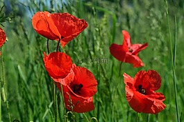 罌粟,klatschmohn,罌粟花