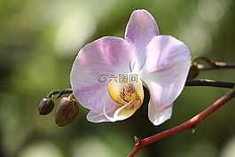 性質(zhì),鮮花,植物