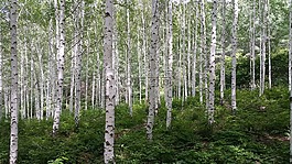birch,森林,春天