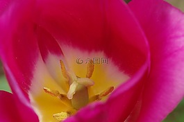 花粉,郵票,雌蕊