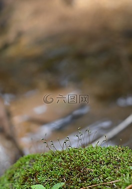 moss花,莫斯,大自然