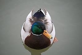 鴨,水禽,鴨鳥