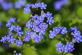 花,开花,蓝色