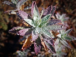植物野生动物,罗西奥,滴