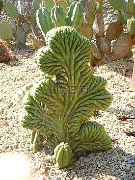 仙人掌,植物,沙漠