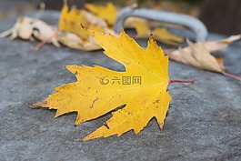 楓葉,秋季,黃色