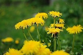 森林,植被,性質(zhì)