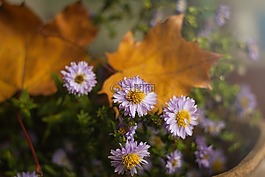 性質(zhì),花卉,植物