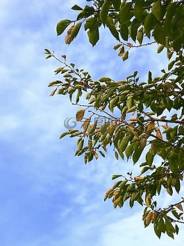 秋天,葉,天空