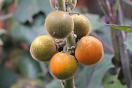 水果,性質(zhì),蔬菜
