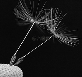 尼姑,蒲公英,植物