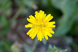 花,pic,自然