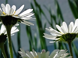 鲜花,植物群,雏菊