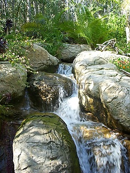 溪,荒野,水