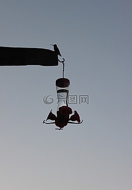 側影,黃昏,蜂鳥