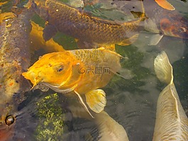 錦鯉,鯉魚,魚