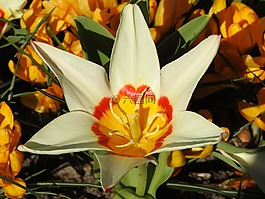 郁金香,花,春