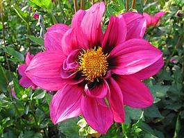 嬌琴紗,粉紅色,花