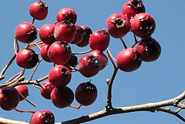 漿果,紅色,廠
